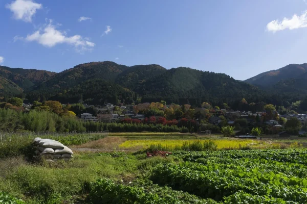 田舎でも実現可能！面白い土地活用のアイデアや成功させるコツをご紹介